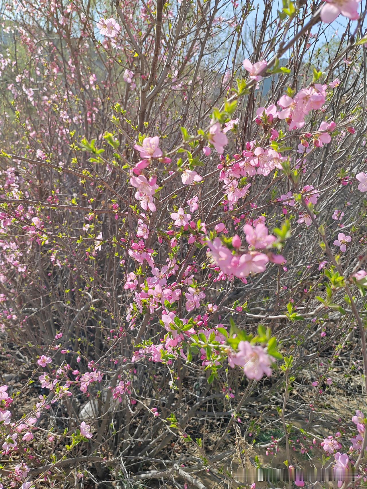 田梗边一棵不知名的小树开满了鲜艳的粉红色的花儿，极像桃花但却不是桃花，叶子和榆树