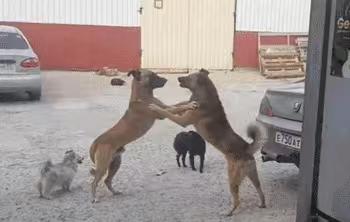 两只狗狗在客厅突然大打出手，我站在旁边没动却被误伤挂了彩，心里满是委屈。
 
那