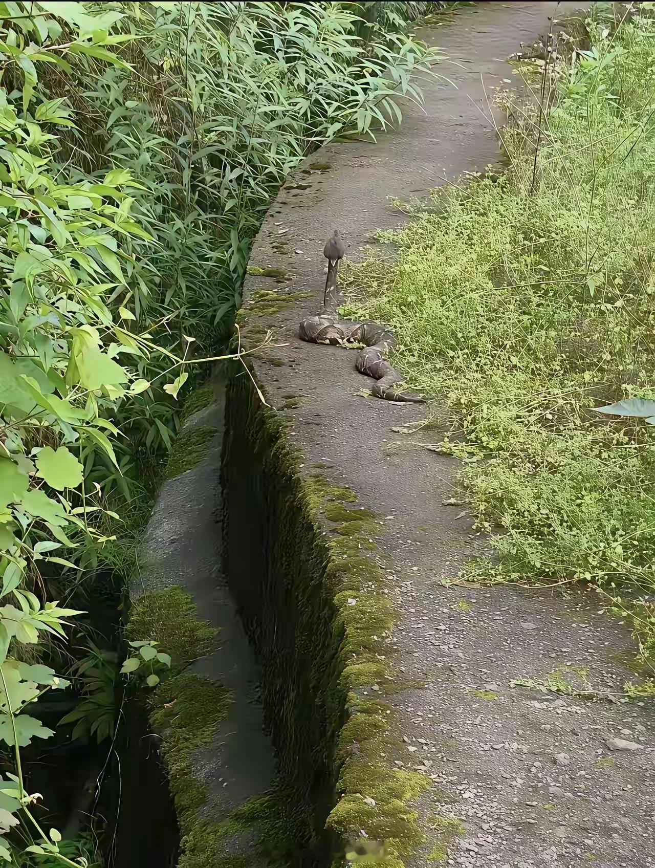 有水渠、有灌木，有竹丛这样的地方必定有眼镜王蛇。