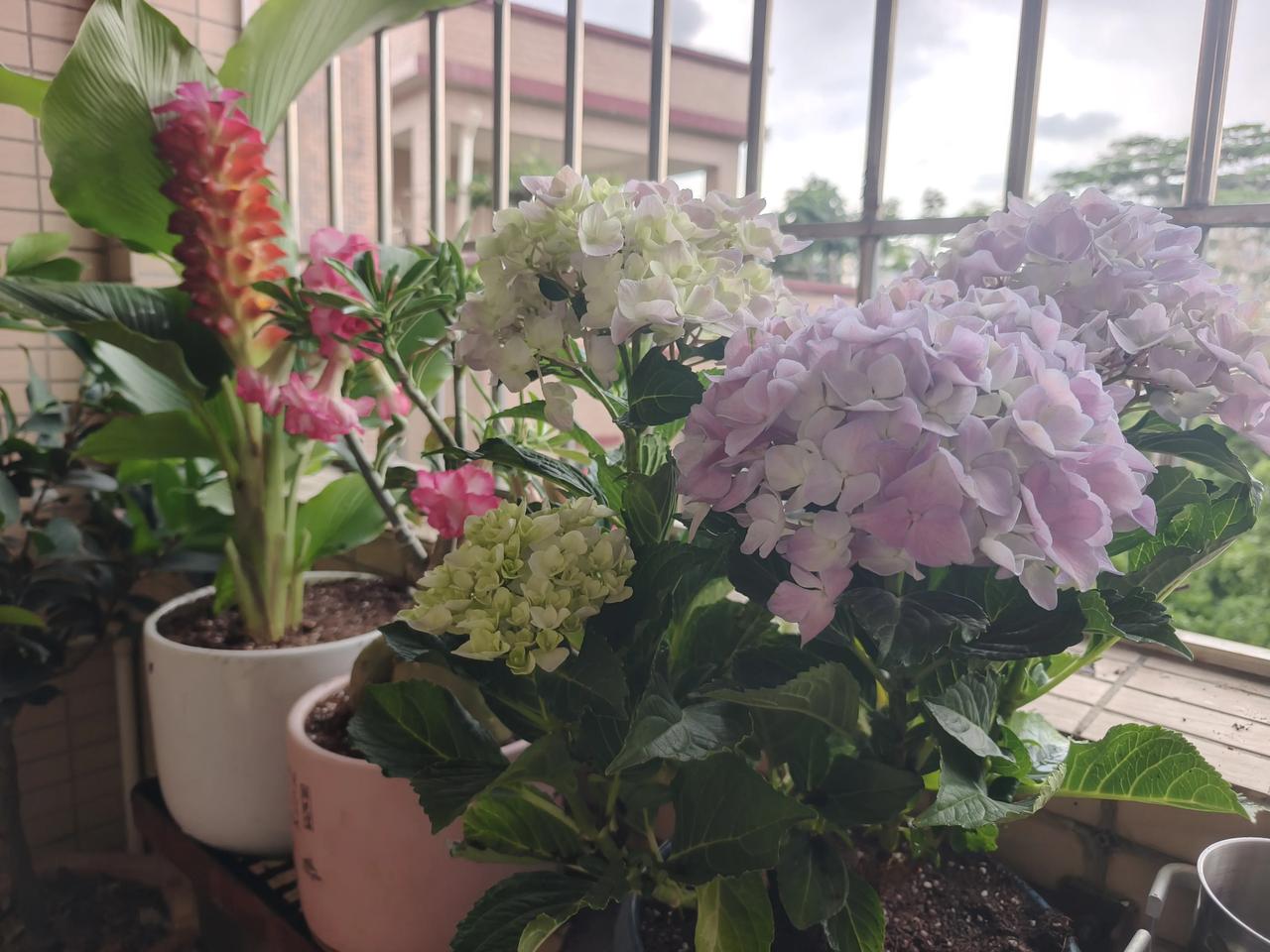 分享一张你拍的花，什么花都行这就是我下午去陈村花卉市场买的花，可能是天气太热，目