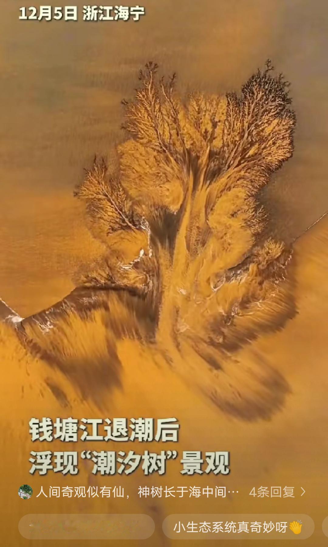 钱塘江退潮后那片滩涂，

无人机镜头扫过的不是树，是潮水千年画的纹路。

有人称