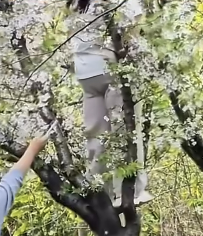 上海女子爬树压塌20年樱花树上午就刷到了，想着肯定能上热搜，结果还真上了。姑娘啊