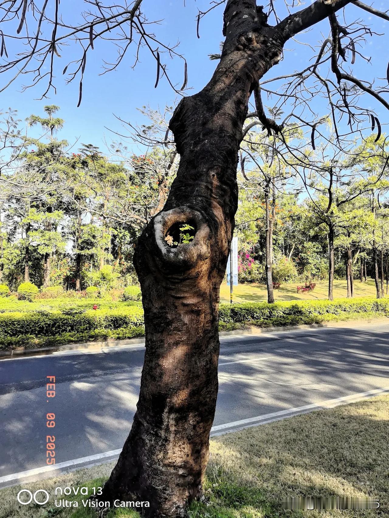 大树中间长小树，这是附生现象。就像蕨类、兰科植物，它们根附在大树枝干上，靠雨露水