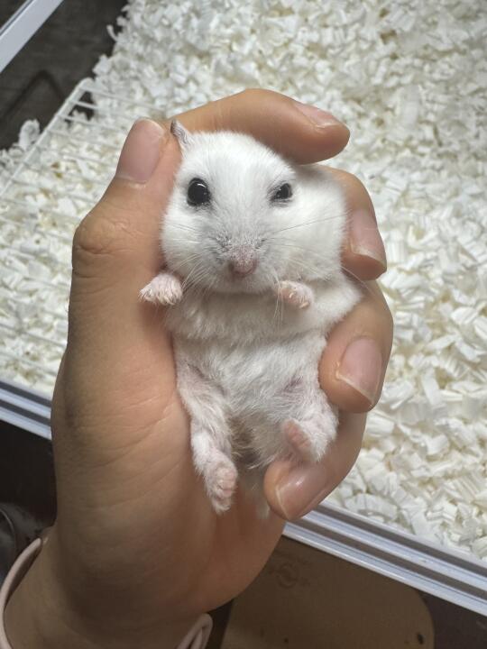 这是奶油味儿小仓鼠吗