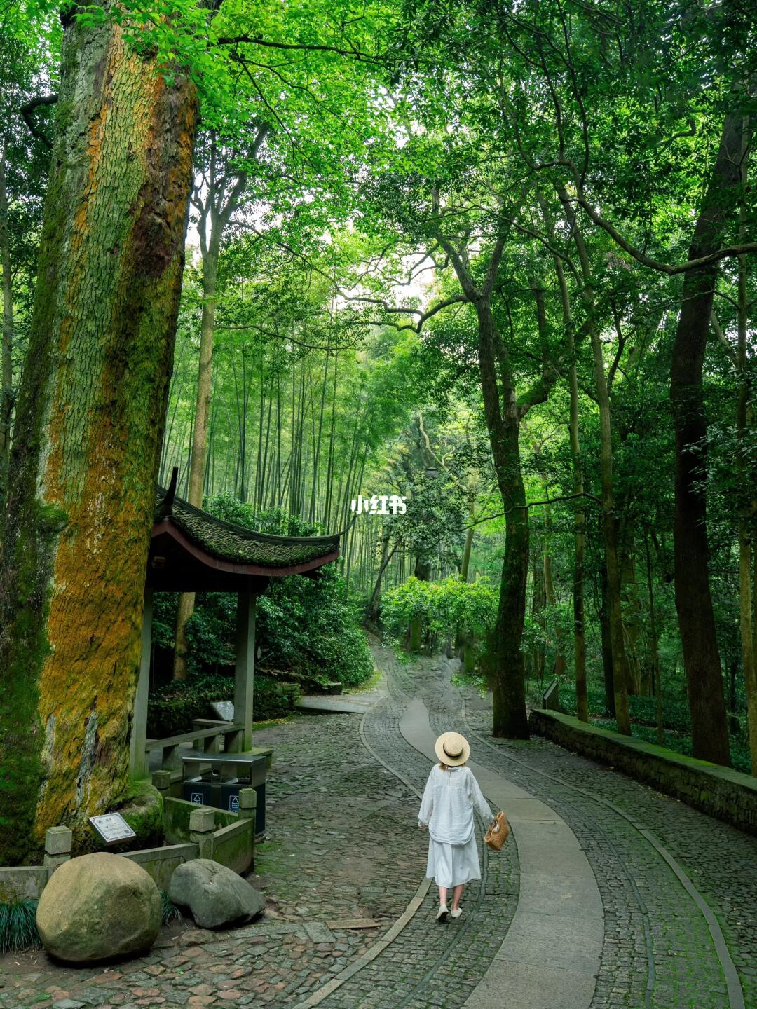 西湖这片古树森林公园藏不住了，天然氧吧❗️