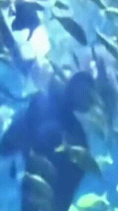 长沙小伙海洋馆潜水被鲨鱼咬伤，脸上9个牙印，谈赔偿谈崩准备起诉
 本来想趁着空闲