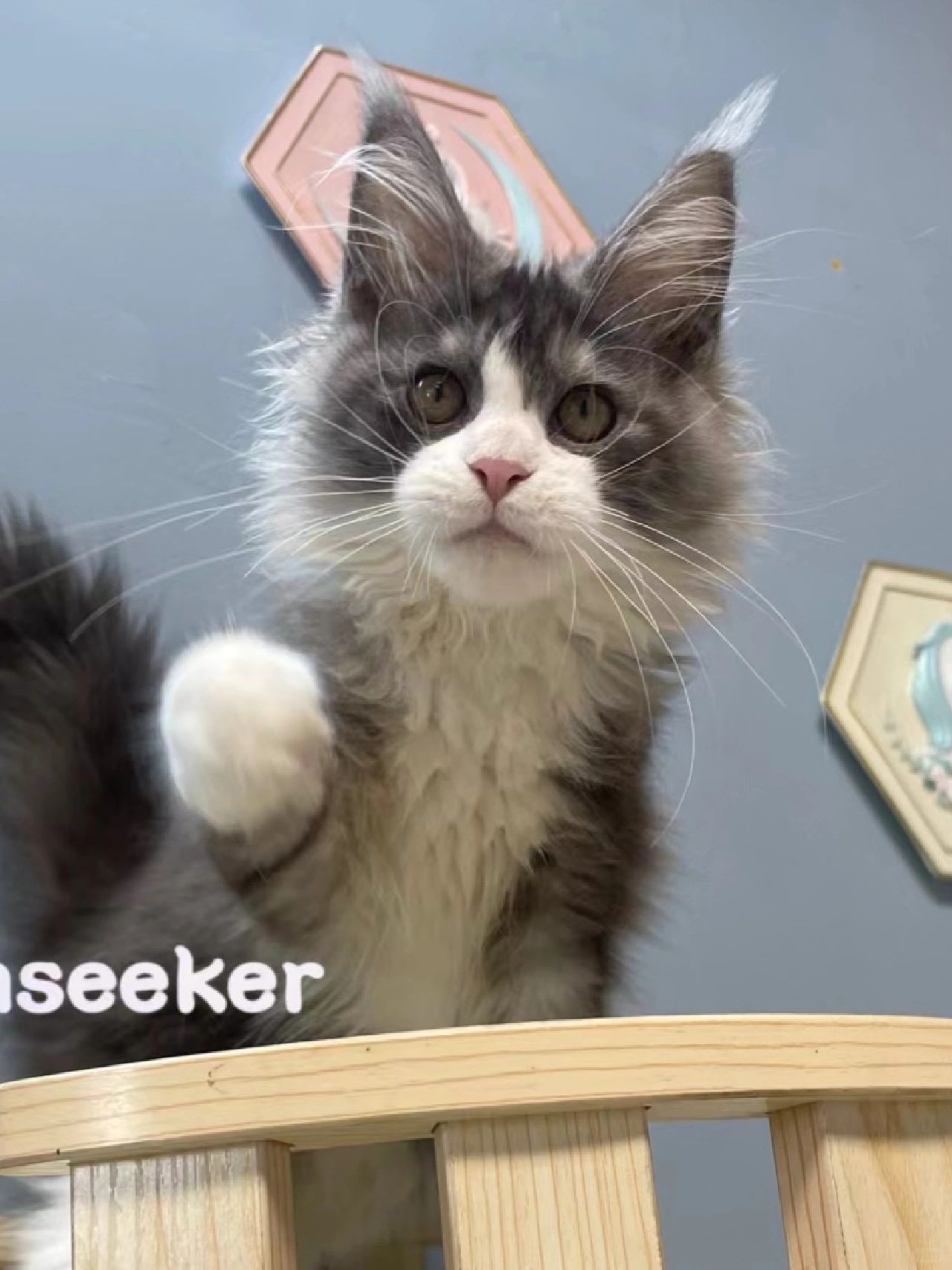 缅因｜小时候秃关我长大什么事