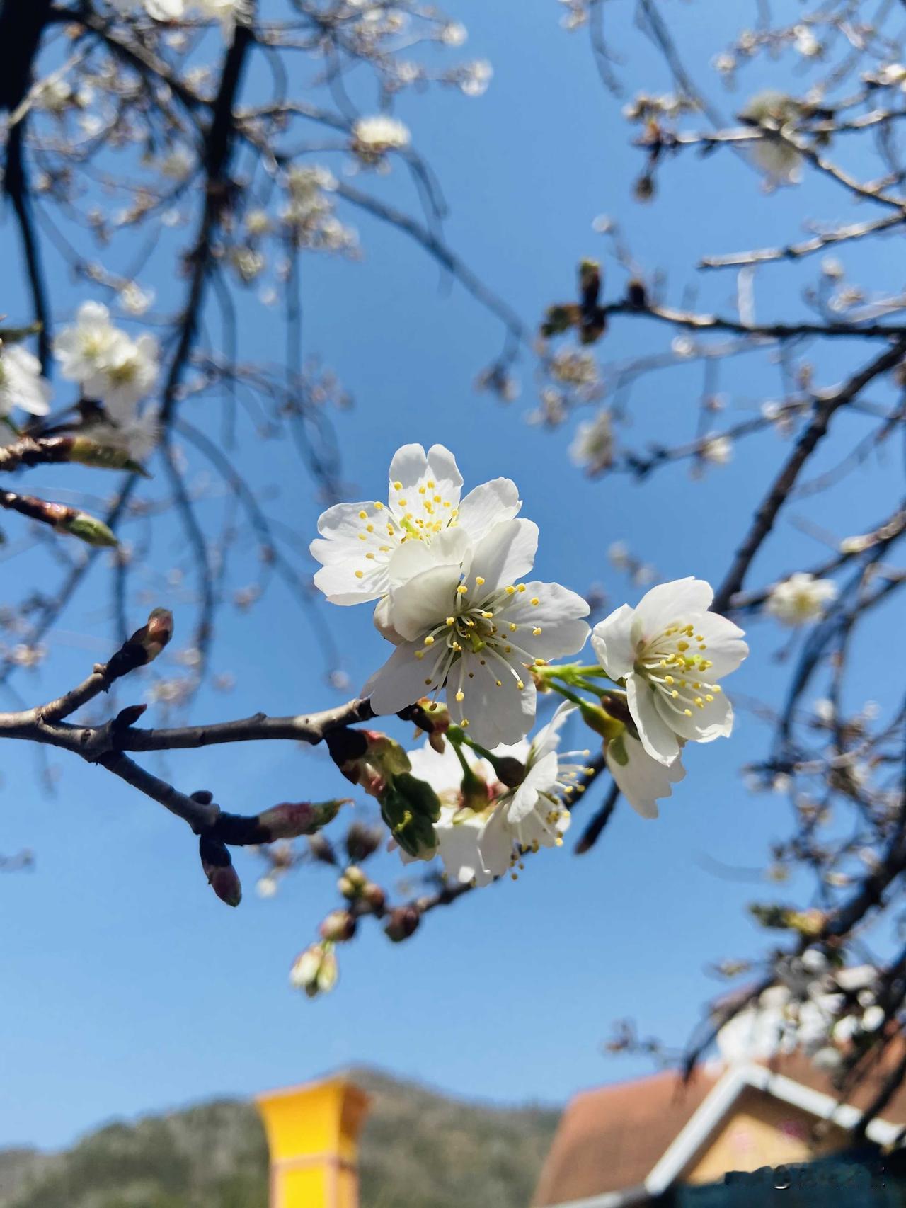 最美人间四月天，为何广元市的四月天如此神奇？

一天之中就跟变脸一样，一会晴空万