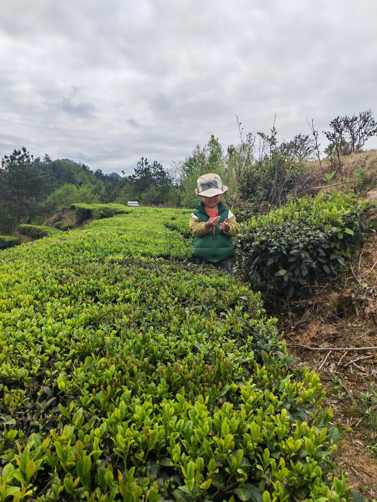 现场实拍茶园 原生态茶园 自家茶园分享 自己的茶园