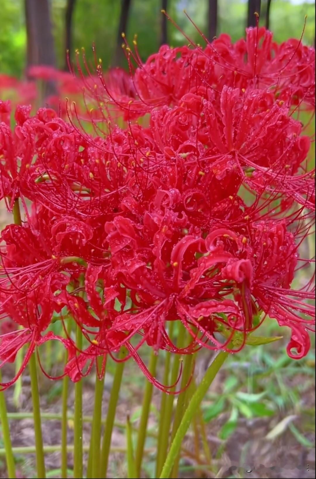这抹炽烈的红，是彼岸花（曼珠沙华）在雨中绽放的绝美瞬间。花瓣上晶莹的水珠，更添了