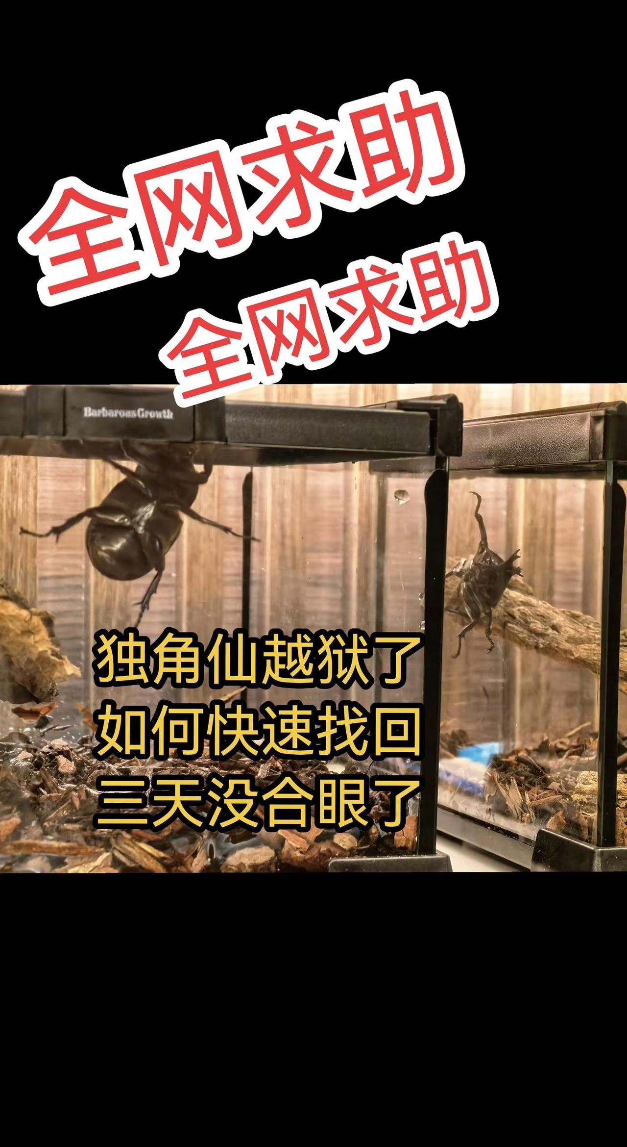 一个再寻常不过的夜晚，0.2岁的独角仙勇士越狱了！由于他小主人的粗心大意，忘了按