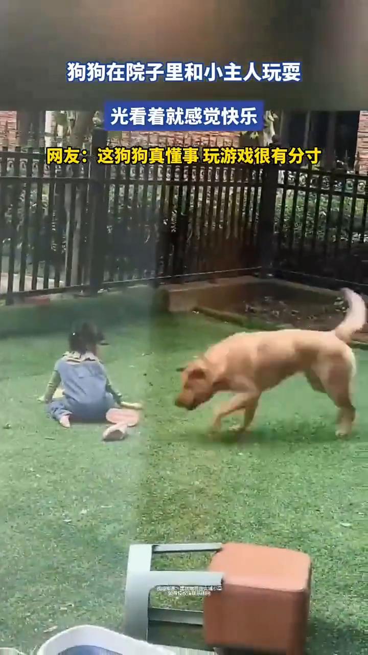 狗狗在院子里和小主人玩耍，光看着就感觉快乐。
网友：这狗狗真懂事，玩游戏很有分寸