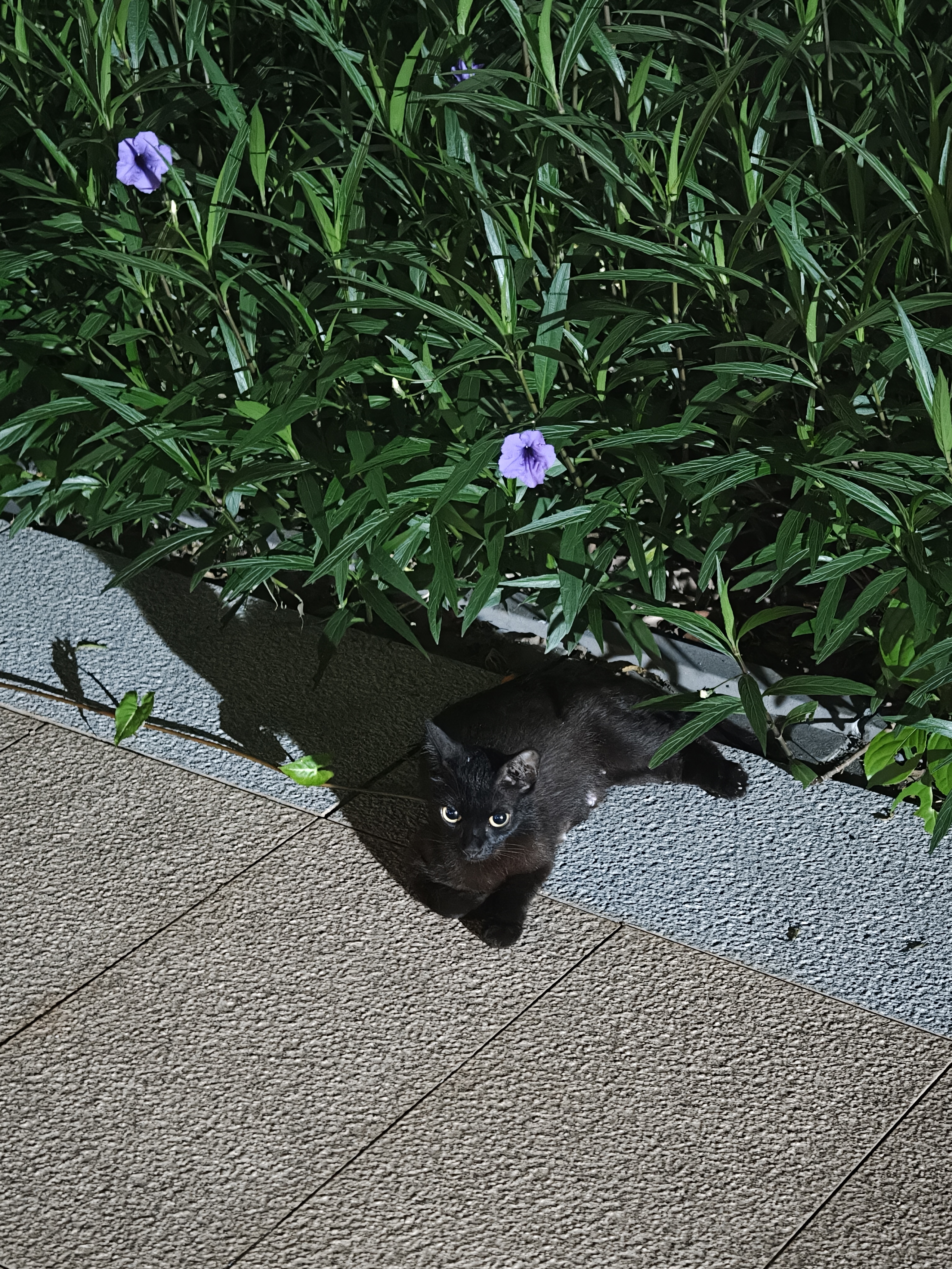 招财驱邪小黑猫🐈⬛黑猫记录生活