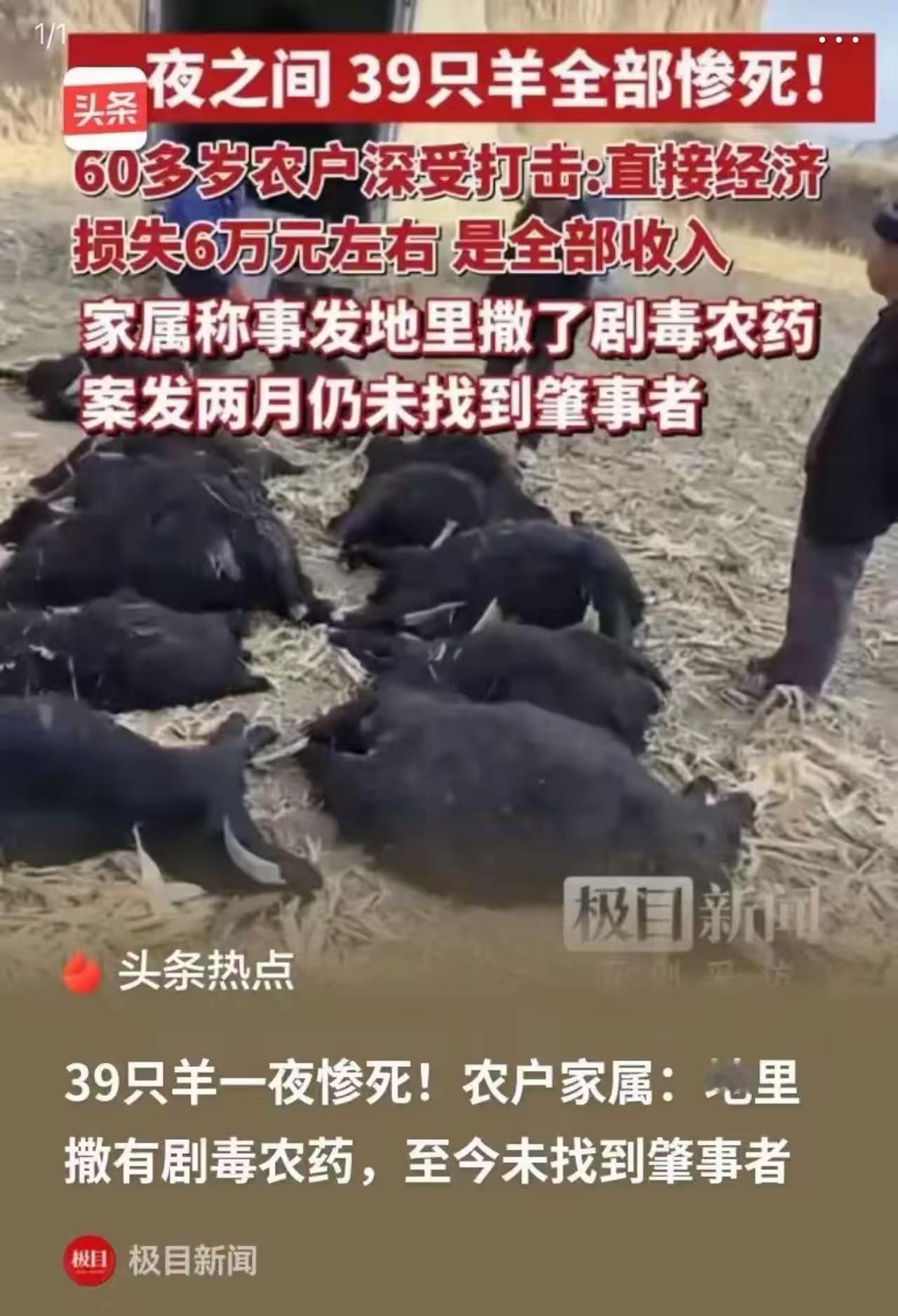39只羊一夜暴毙，六旬老人跪地痛哭：这是我们的养老希望啊！两个月了，凶手还没找到