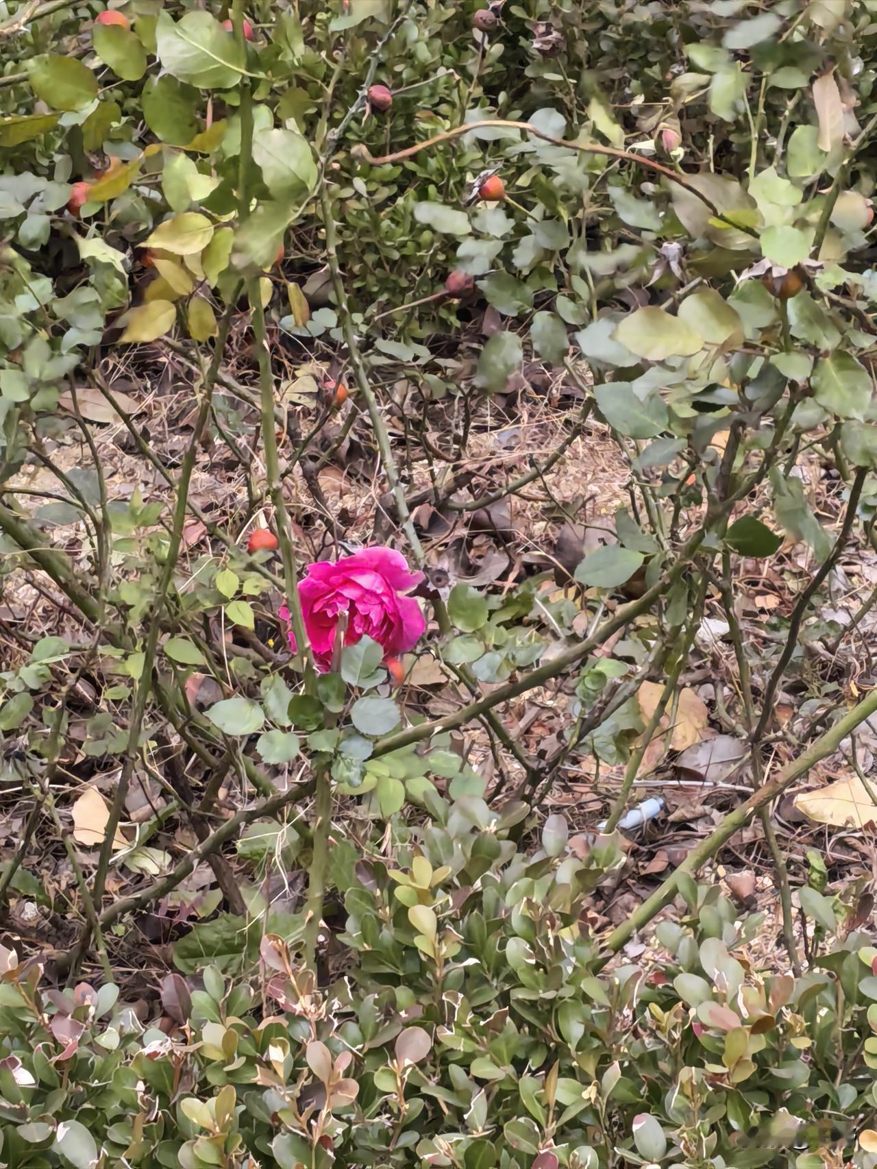 晒图笔记大赛早上4℃，还有一只花在顽强的向人们致敬，我跟它说：“花儿，冬天来到了