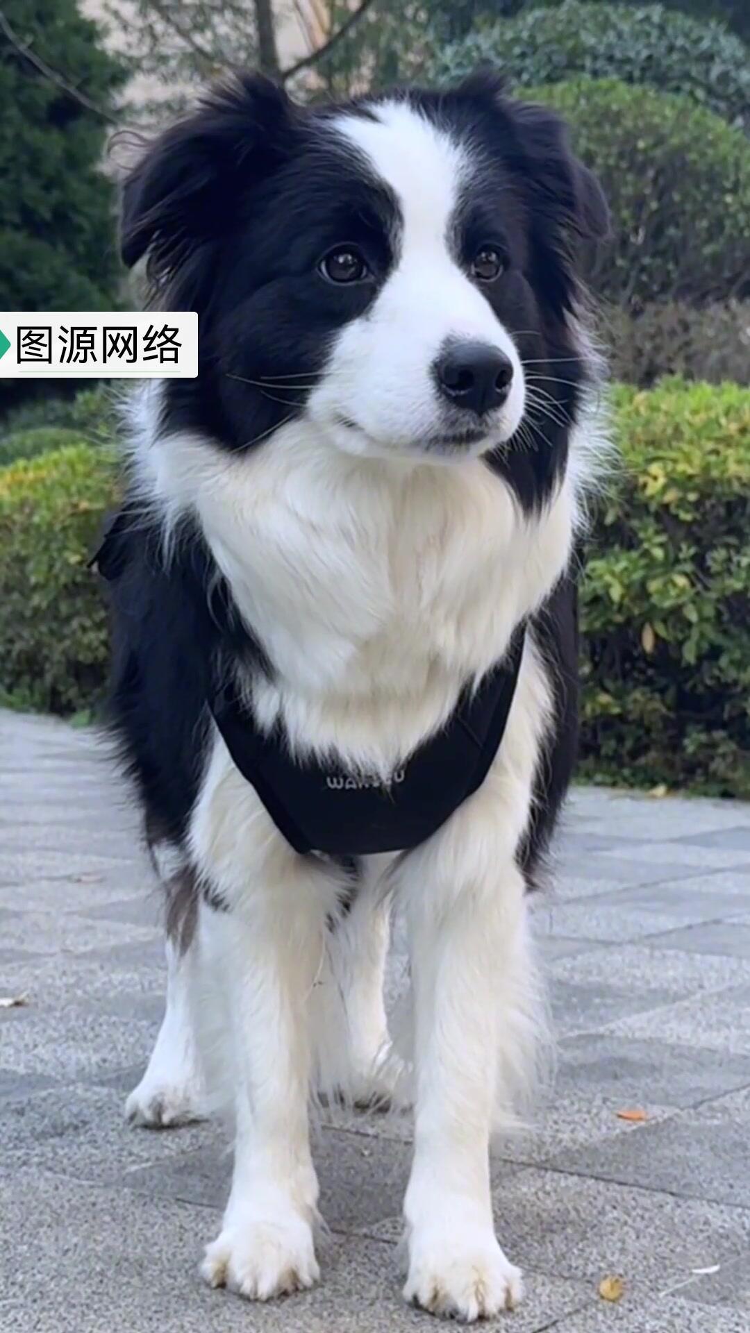 商丘那事儿太膈应人了——百万粉网红边牧"锄头"，郭先生养了八年，5月11号放老家