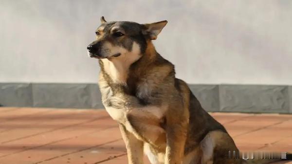 一、制度创新：从内部安置到社会化领养

过去，退役军犬多由部队内部安置，如今首次