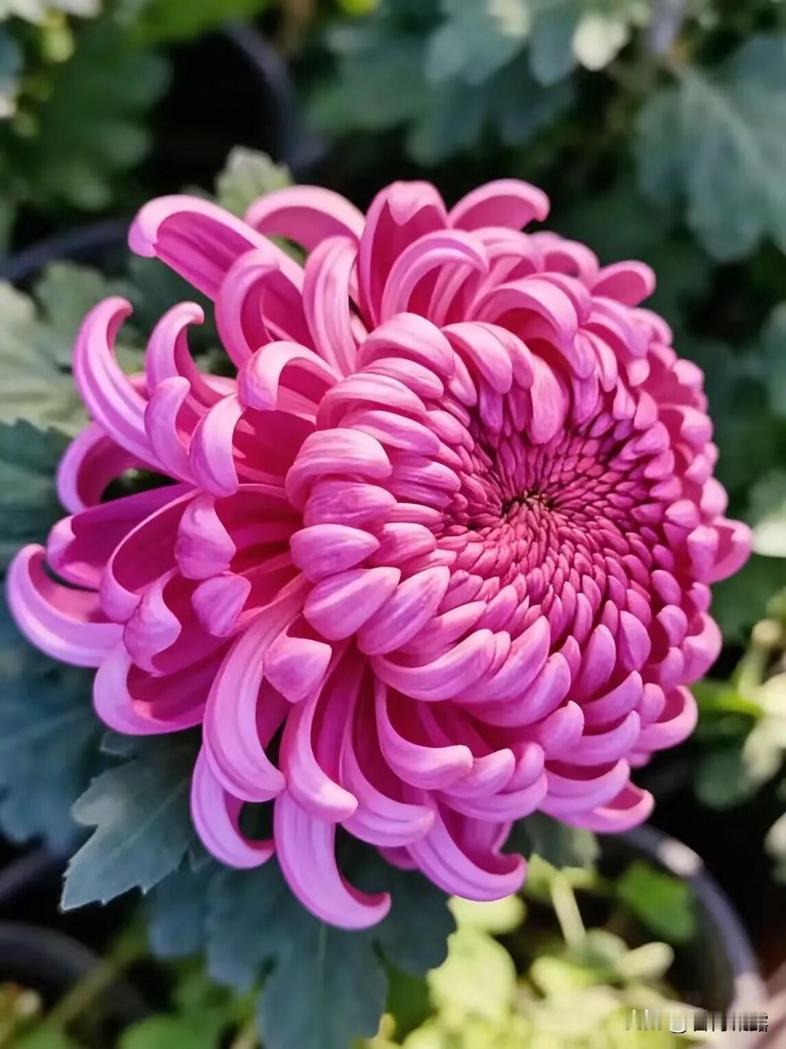 菊花朵朵，鲜艳美丽，
姹紫嫣红，娇艳妩媚，
缤纷多彩，花姿优美，
色彩艳丽，多姿