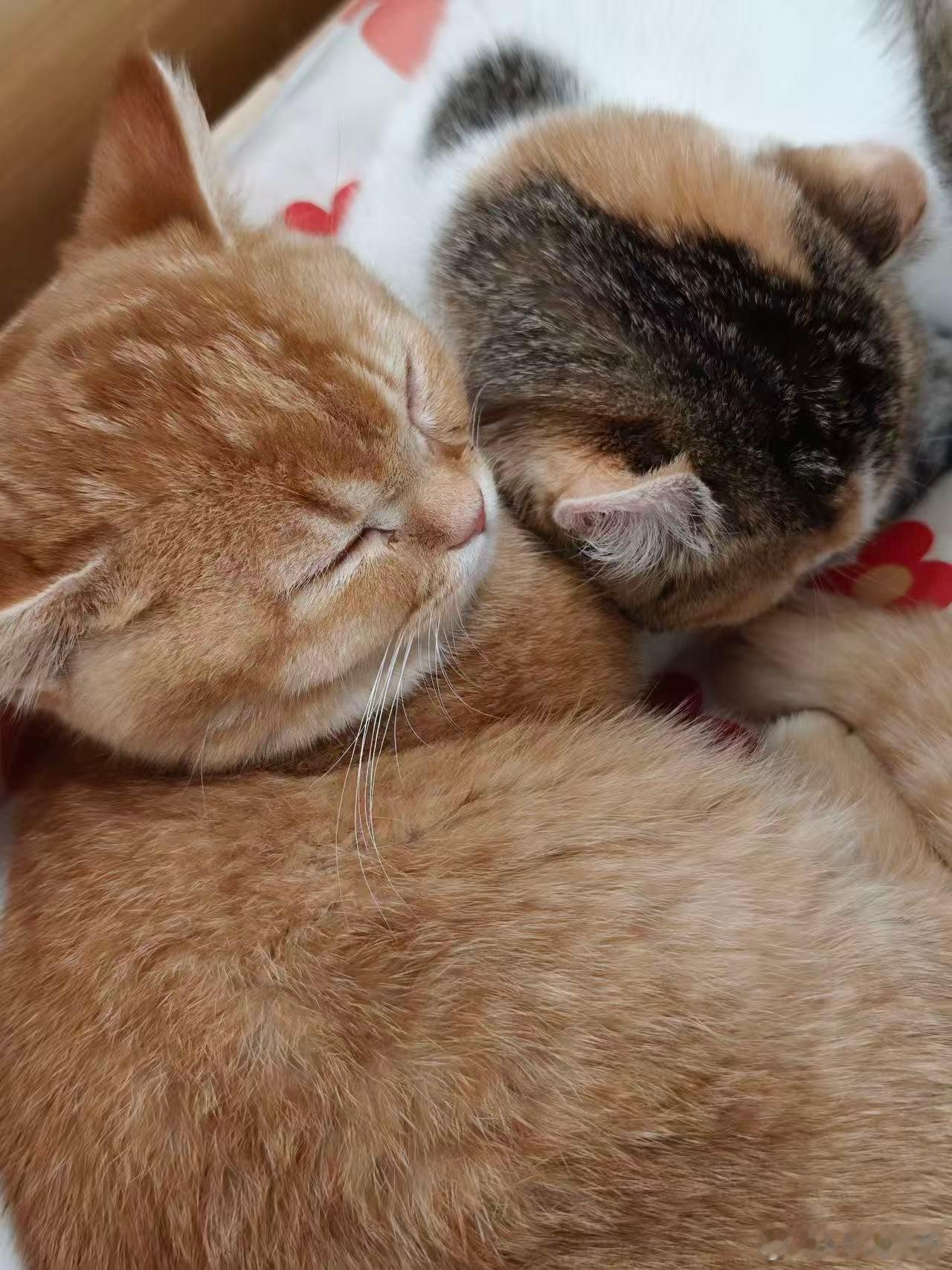 动物血库 抽流浪猫血必须要完善动物抽血方面的规定流浪猫的血就不是血了吗[怒][怒