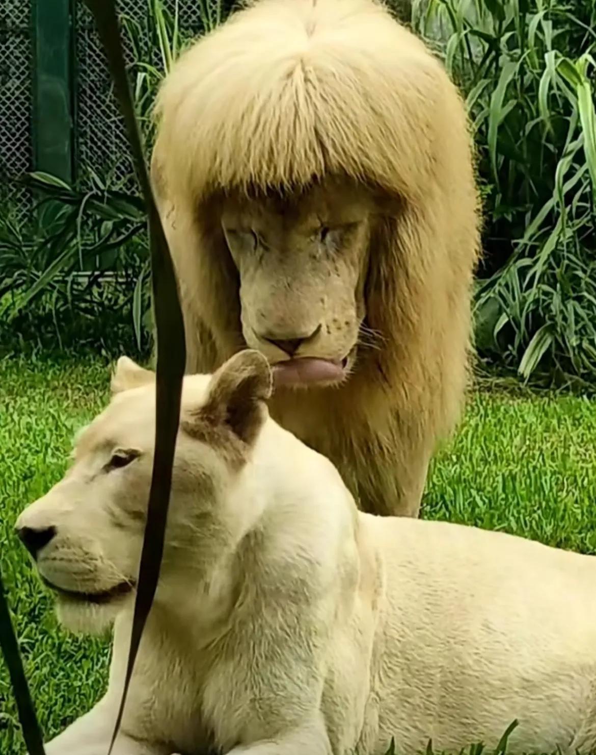 广州动物园狮子被剪“齐刘海”？工作人员：我们根本不敢剪，“发型是它自己打理”！