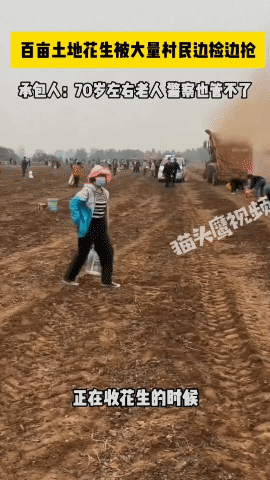 从法理上来说，只要是承包人自己的花生，没有允许前任何人都不能到地里去捡。但从视频