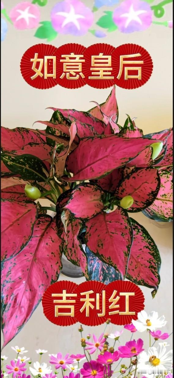 你见过“如意皇后”吗?元气满满的每一天，就在这株吉利红里

书案一角，我养着一盆