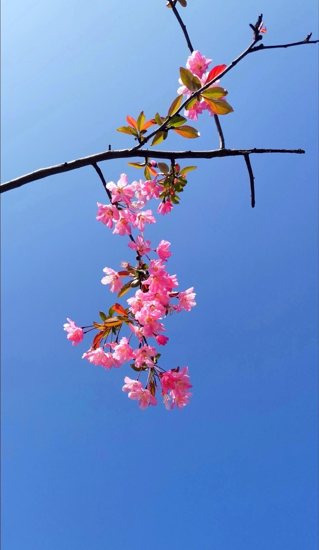 回忆春天：垂丝海棠。
一缕垂丝一树春，粉花轻倚碧空新。