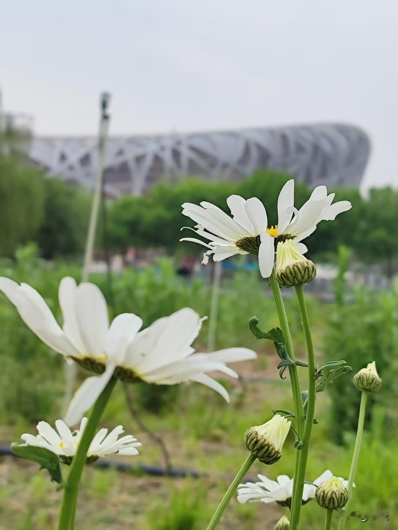 大滨菊
初夏时节，漫步在奥林匹克公园，邂逅了一片如梦幻般的白色花海，那正是大滨菊