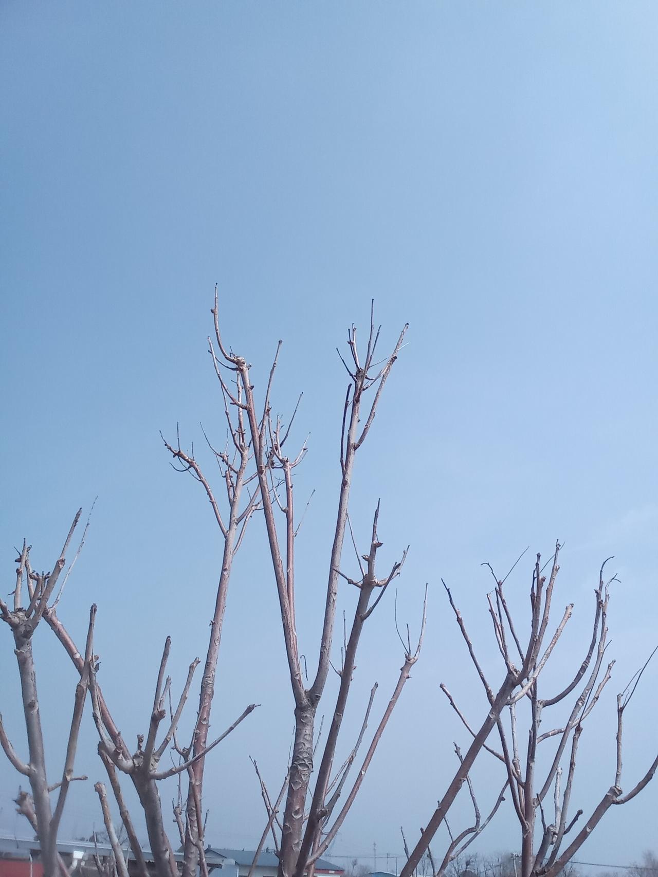 这些光秃秃的枝干，看着没什么生气，却让我想起一句话：“空，才是万物的起点。”
 