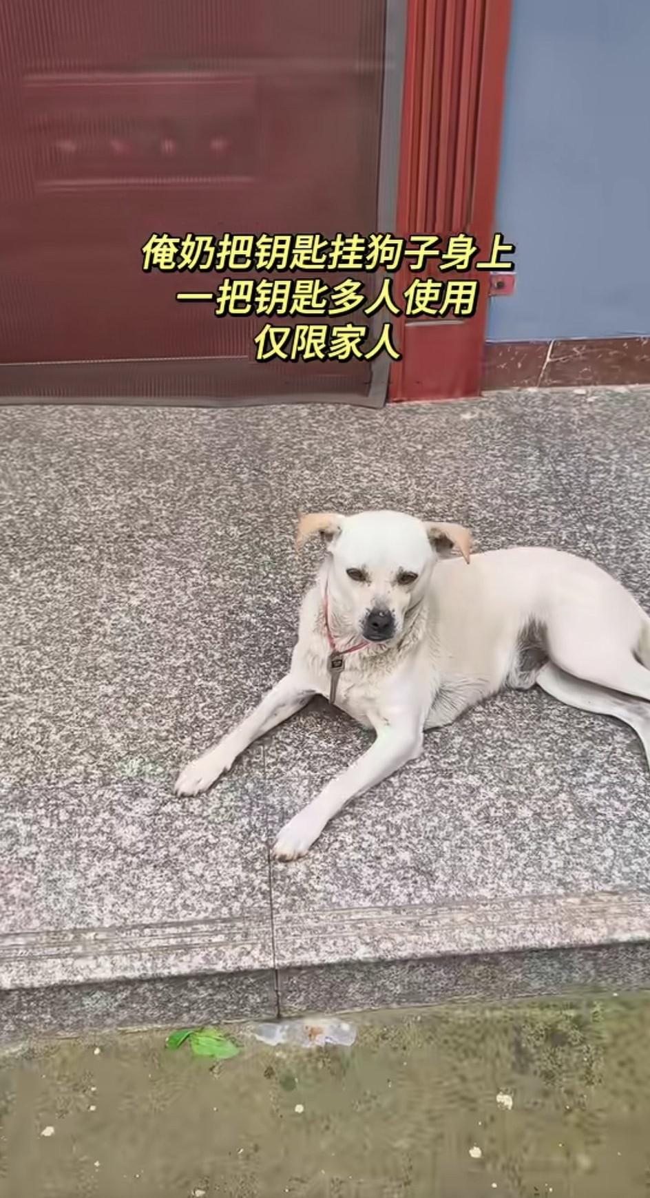 奶奶总爱把钥匙挂在狗子身上，一把钥匙供多位家人使用。这其实也算一种“高科技”了，
