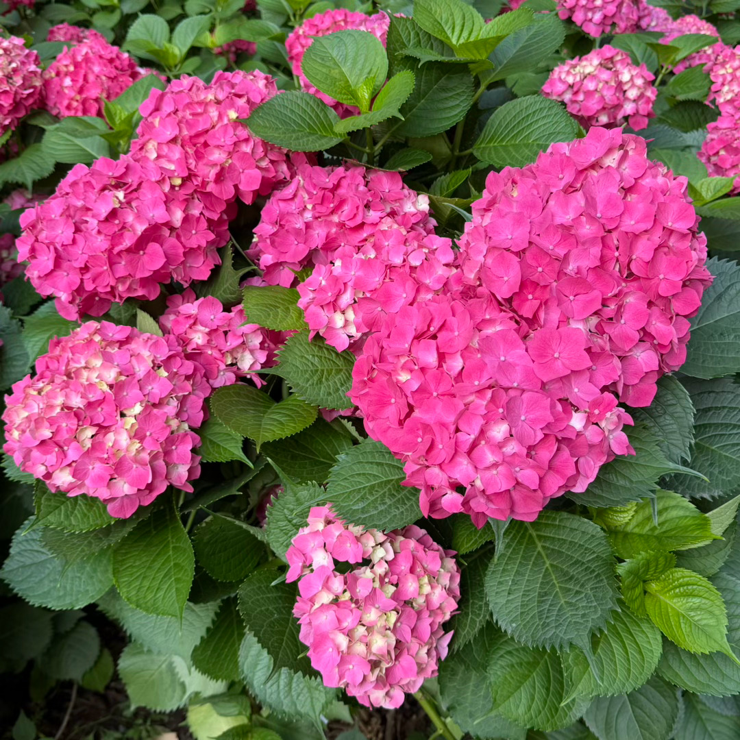 院子里的花开了玫红妈妈绣球还不错吧这几天下了一场大雨花开的好艳好美😍 
