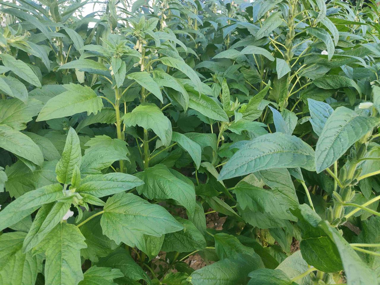 又该怎样防治呢？第一选择抗病品种，这是预防茎腐病最有效的方法；第二，加强排湿，一
