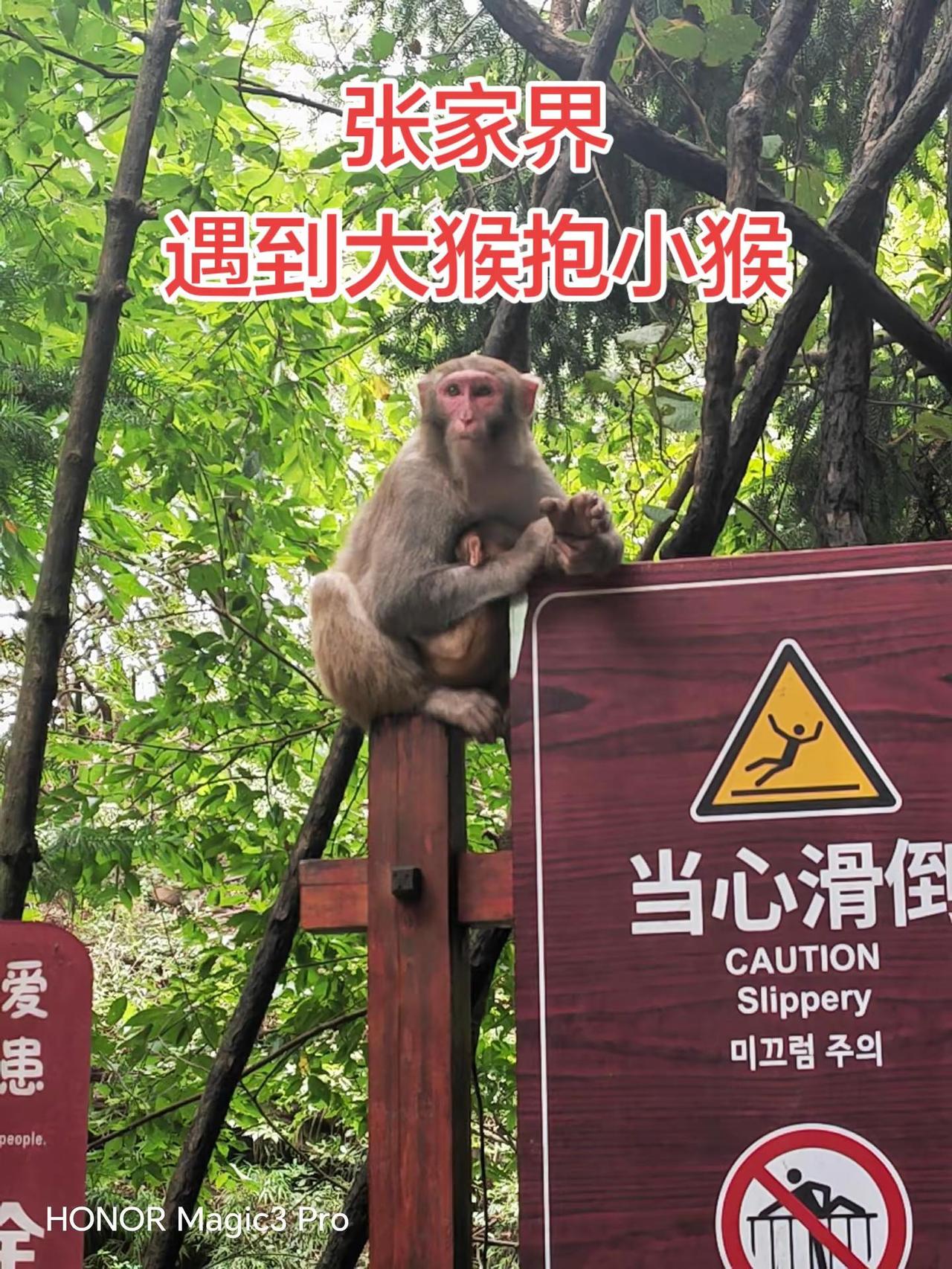 可爱的猴子！武陵源猕猴 山顶上的猴子🐒 张家界国家森林公园猴子 与猴子近距离接