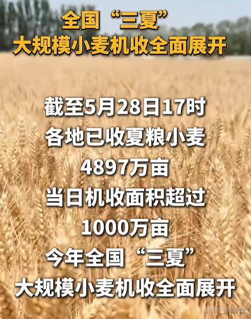 遍地金黄🌾三夏大幕拉开！全国大规模小麦机收全面开启
又是一年麦收季！金灿灿的麦