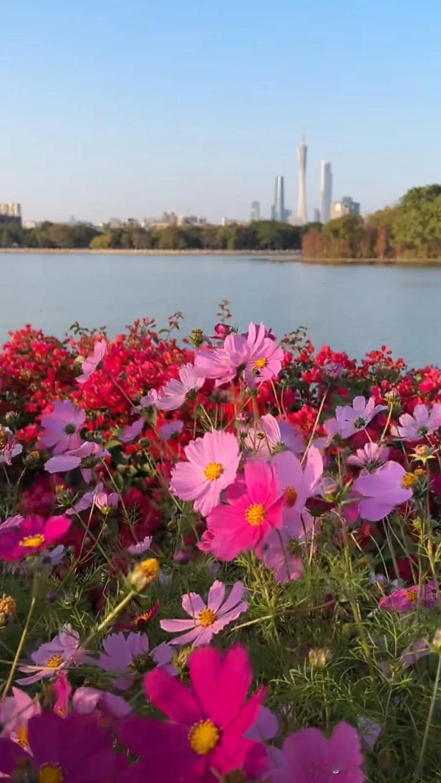 城市与自然的完美融合，花海映衬下的天际线。花园城市的风景 花园城市一角 碧道美景