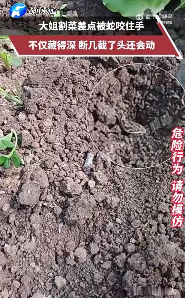 太恐怖了！安徽，一女子在自家菜地割菜，当她伸手拨开菜叶时，发现一条小蛇盘踞其中，