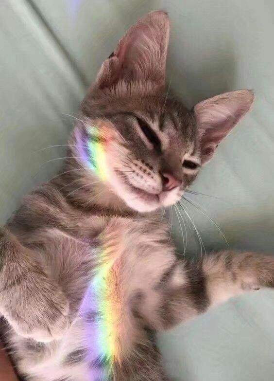 日常迷信，转发这只被彩虹保护的喵🌈这个八月好运爆棚，惊喜连连🙏 