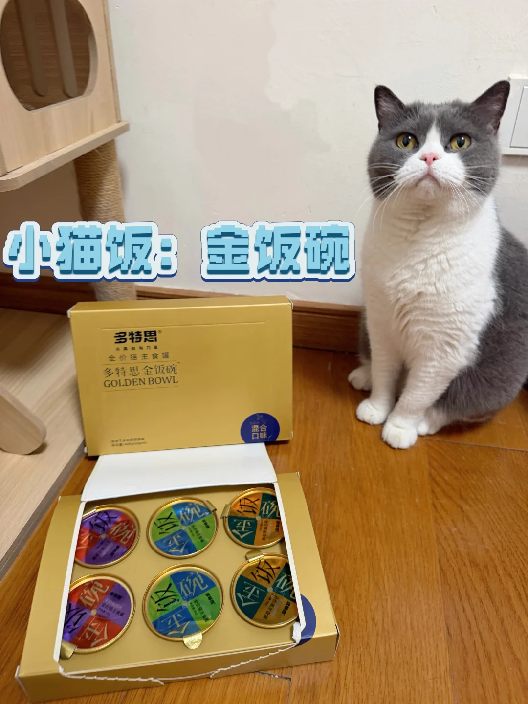 铲屎官按头安利多特思金饭碗猫罐✨