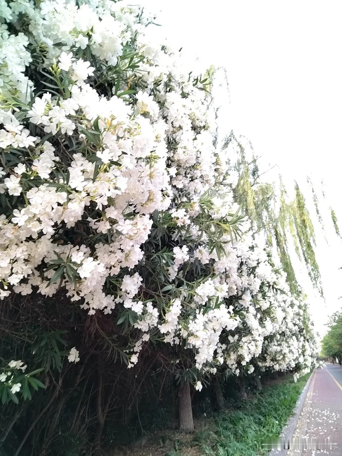 这段日子，家里的空气仿佛都浸着苦药味。看着妈妈日渐憔悴，我无数次在深夜辗转难眠，