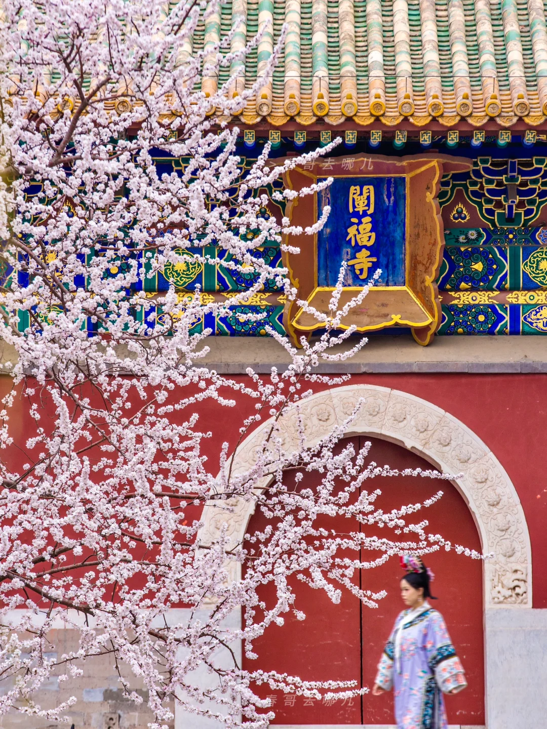 3.13北海公园阐福寺，红墙桃花天花板无疑了