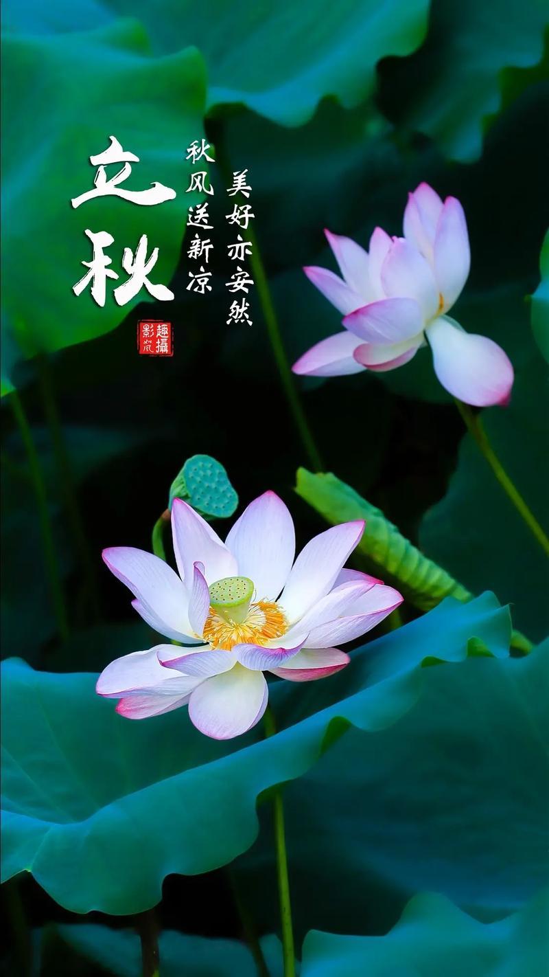 立秋最经典的祝福话语，相信有一句适合你
 
1. 一叶落而知秋，一阵风而消暑。立