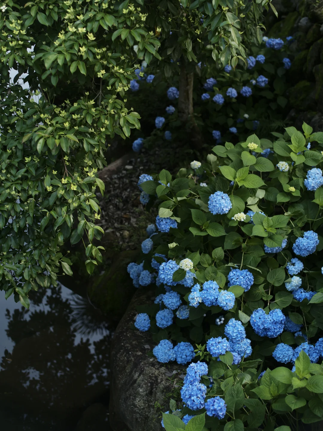 无尽之夏🌿住进种满绣球花的山野民宿