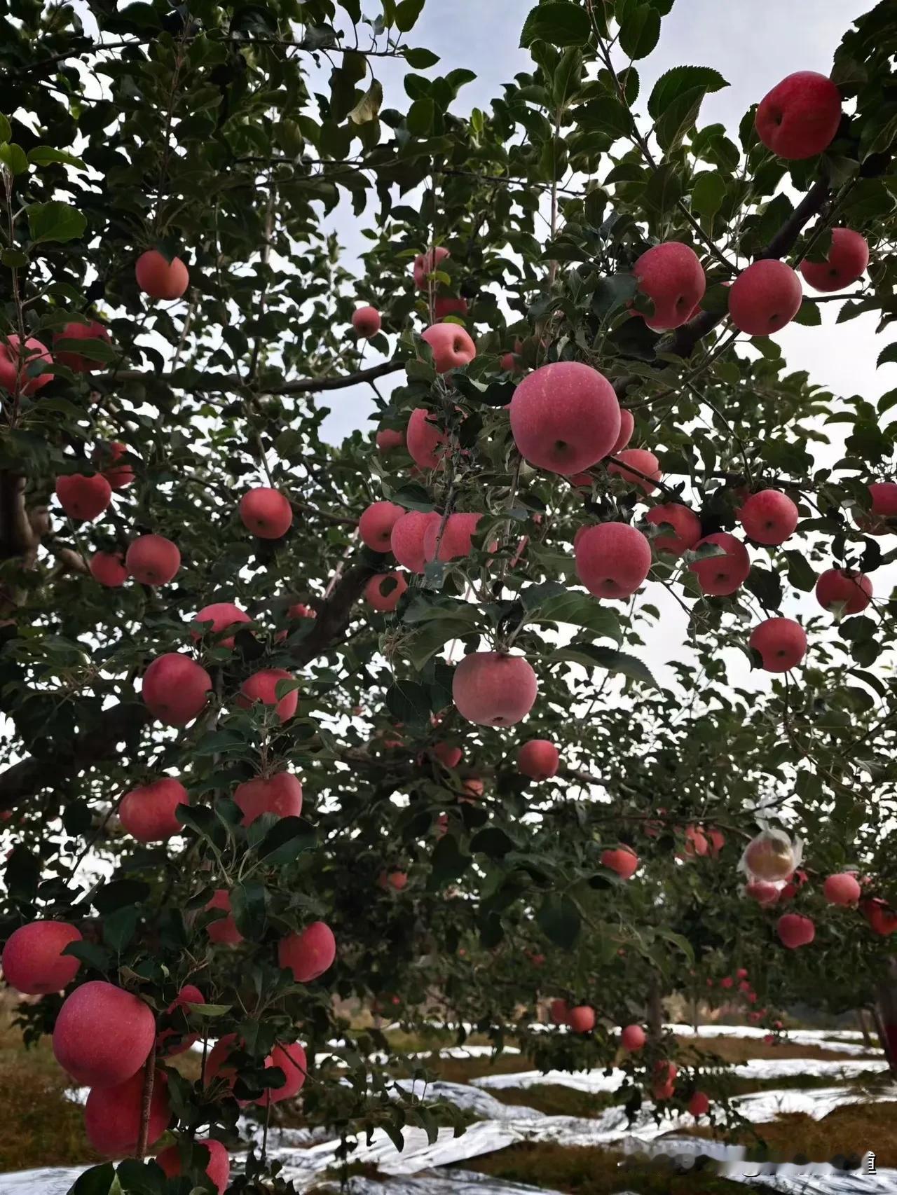 60年一遇！2025冬至撞上天赦日，"天地合德四喜日"藏着古人的生存智慧
 
1