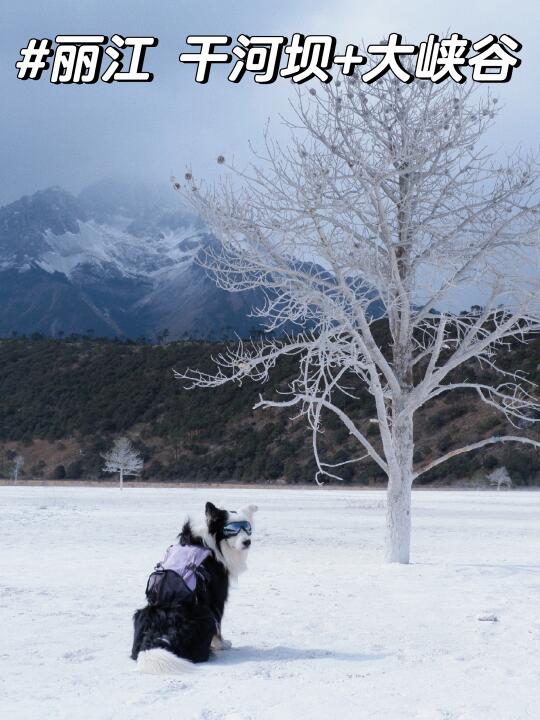 小狗带你玩中国🐶丽江干河坝+大峡谷攻略