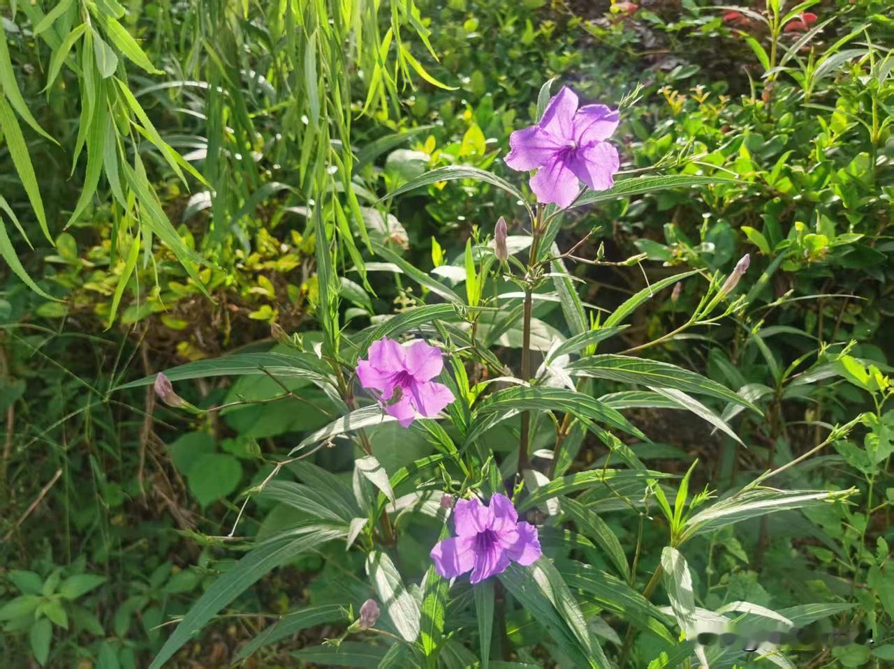 拍摄湖南永州道县、江华瑶族自治县乡村野花野草，手机拍的花草 野花植物 田园小野花