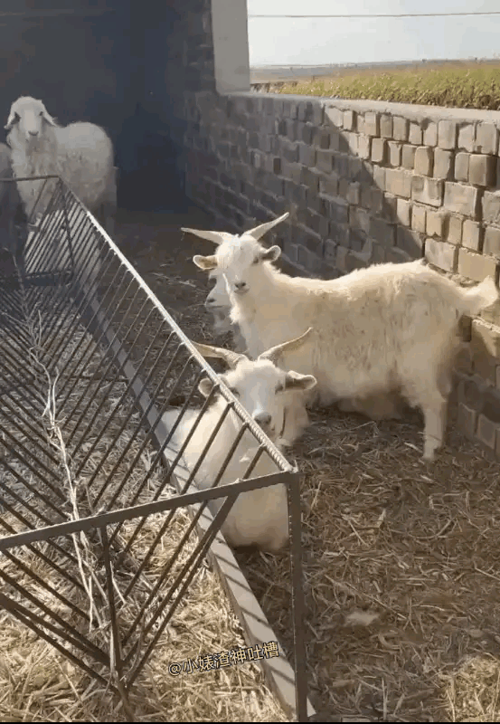 这是一只内蒙鄂尔多斯的网红羊，因为它智慧又不屑的酷似人脸表情火热出圈了。

但是