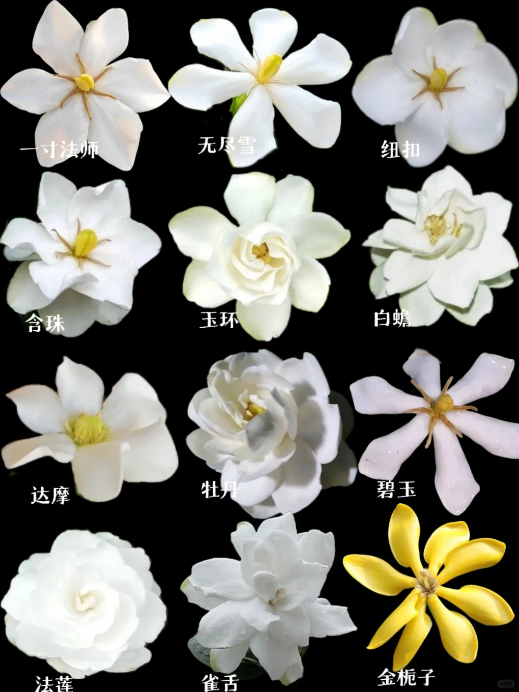 【栀子图鉴】夏天来了，香香的栀子花开了