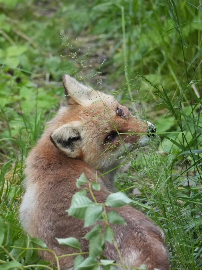 狐狸 早安小狐🦊🌱©️fooo_zooo