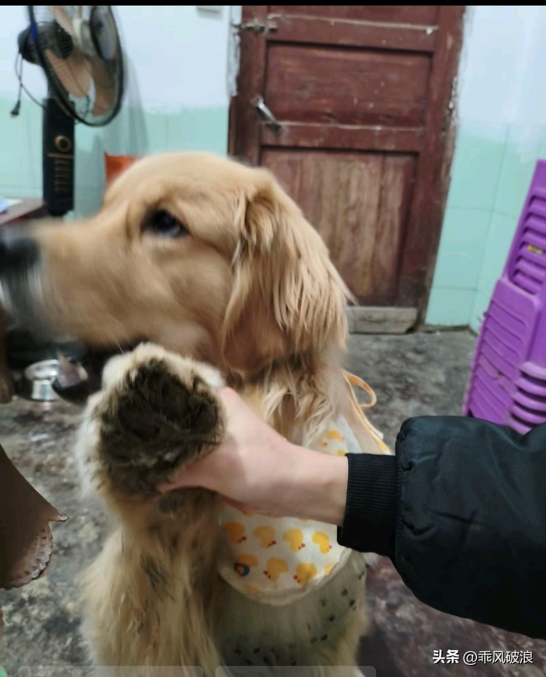 狗狗想要我抱抱，我没抱它，它就咬我的鞋。我一把抓起它的一只前脚，气呼呼地给了它一