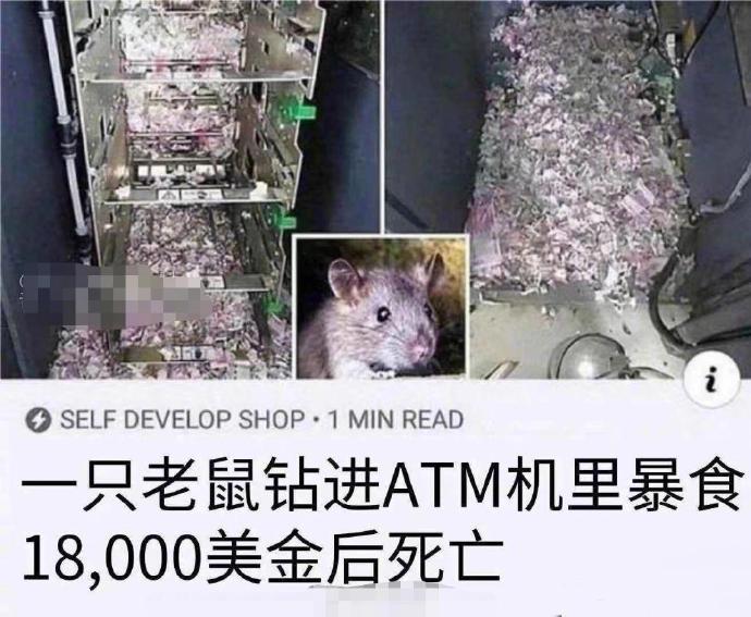 震惊！国外老鼠钻进ATM机暴食18000美元后死亡